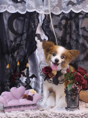 20231031ラックくん